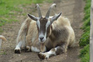 Gizmo the goat at Kent Life