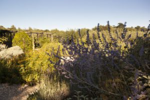 Herb Garden