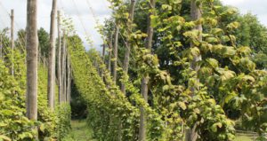 Hop Gardens at Kent Life