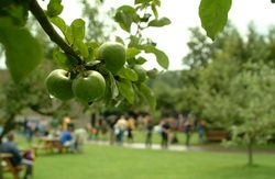 Apple and Cider Fayre at Kent Life